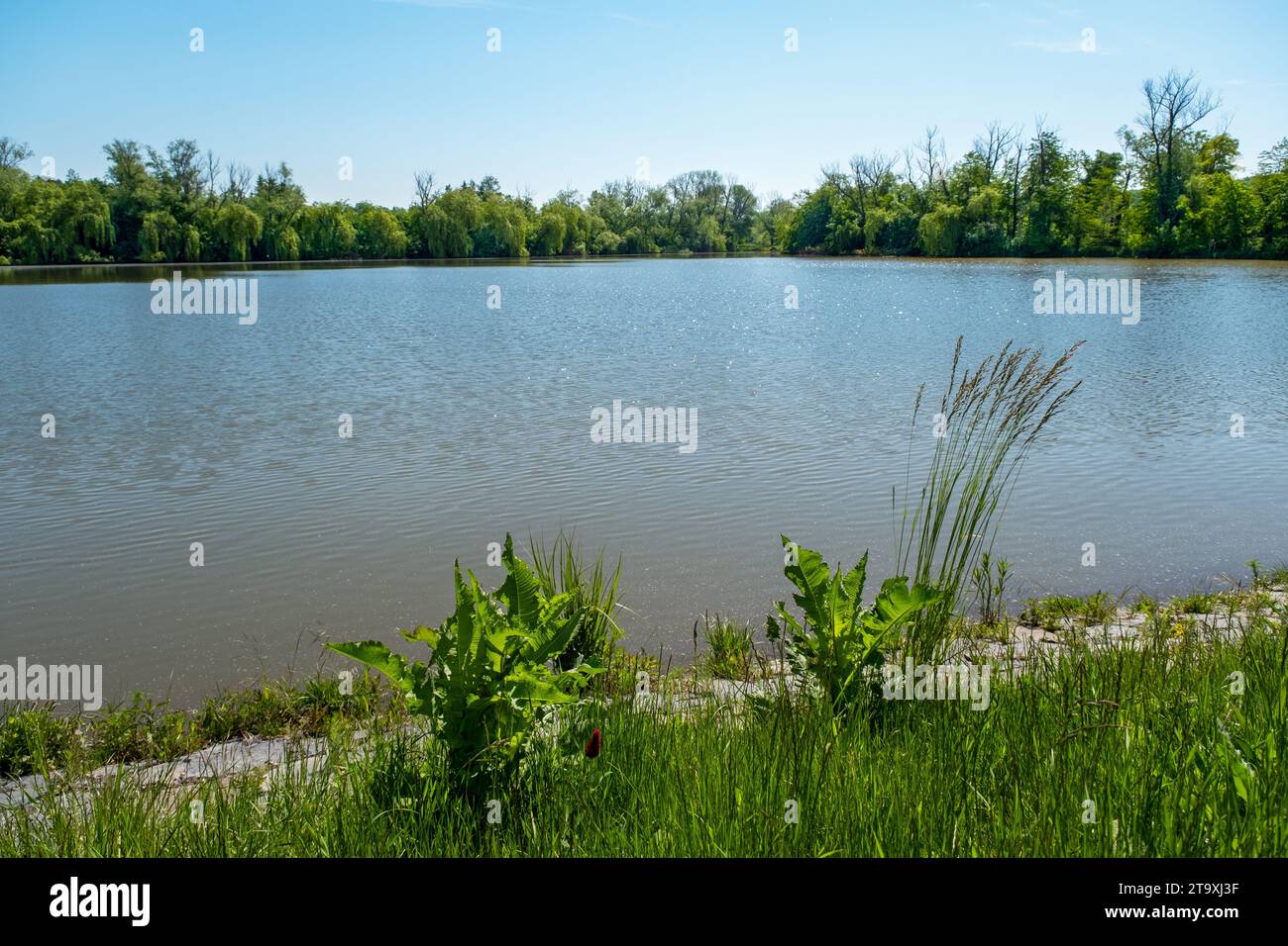 Sonnenbeschienenes gras rund um den teich Fotos und Bildmaterial in