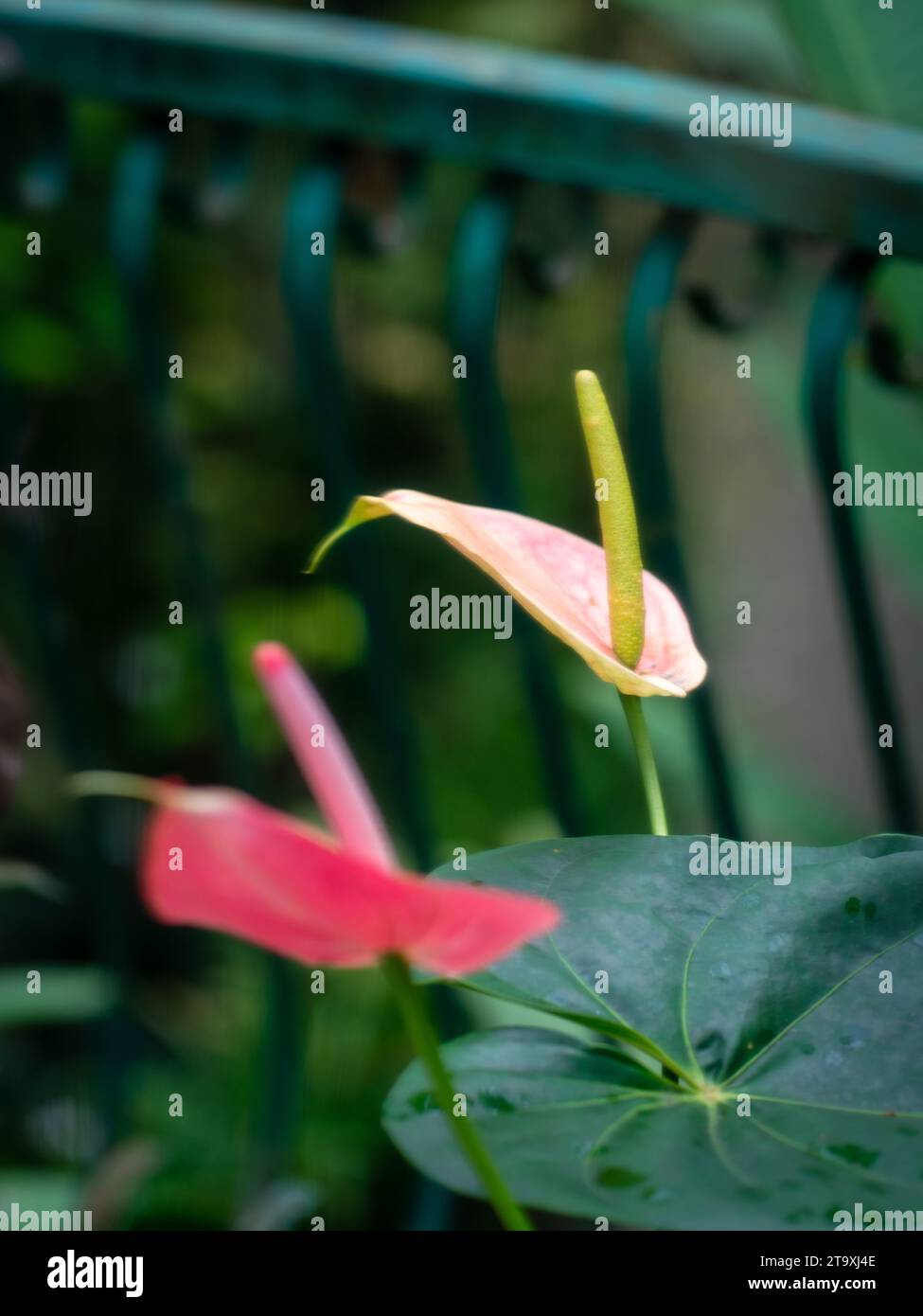 Red Peace Lily Blume im Garten. Stockfoto