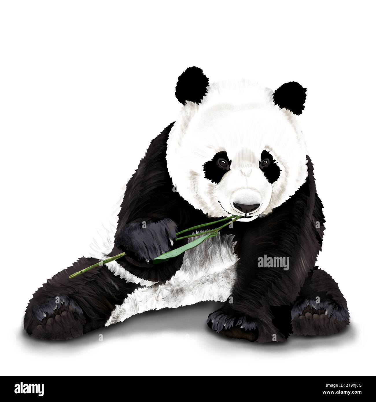 Entzückender Panda, der Bambus isst, während er auf weißem Hintergrund sitzt Stockfoto