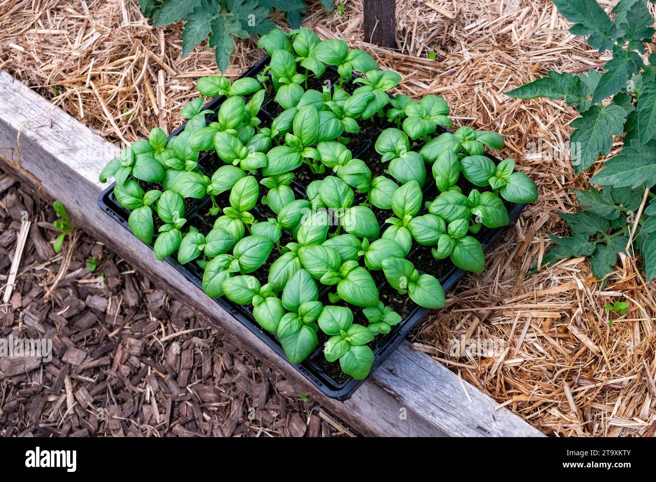 Ein Tablett mit Basilikumsämlingen, das unter Tomatenpflanzen gepflanzt mit Zuckerrohrmulch als Begleitpflanzung gepflanzt werden kann Stockfoto