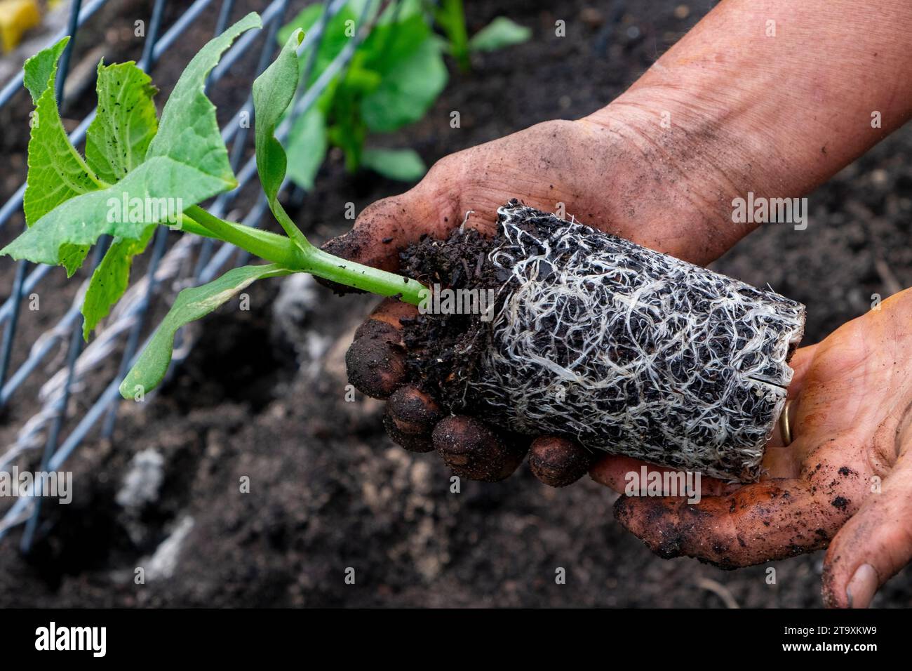 Im Topf gebundener Cucurbitensämling, der die Wurzeln zeigt, die die Innenseite des Topfes umkreisen, während er aus dem Topf entfernt wird. Stockfoto