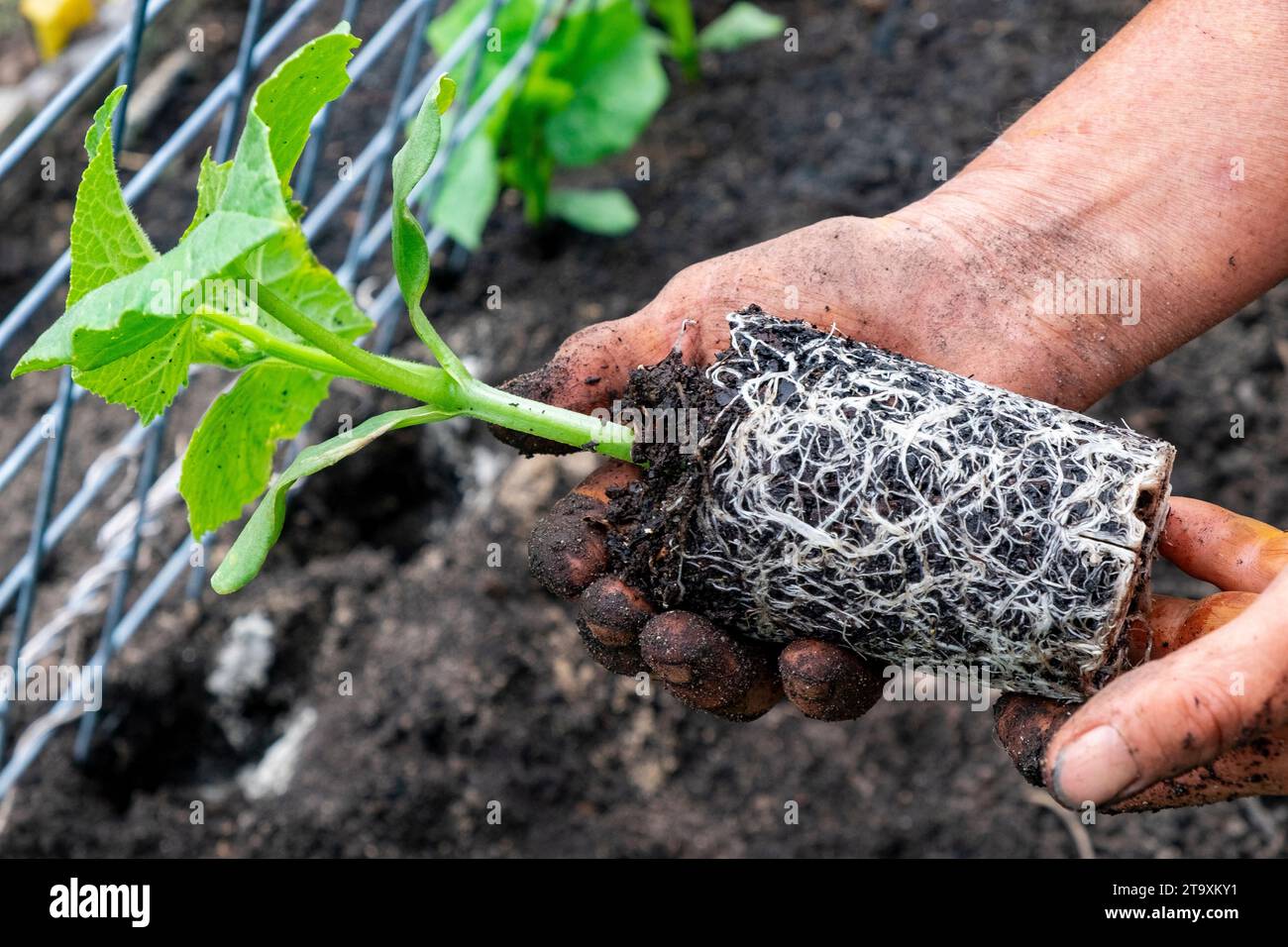 Im Topf gebundener Cucurbitensämling, der die Wurzeln zeigt, die die Innenseite des Topfes umkreisen, während er aus dem Topf entfernt wird. Stockfoto