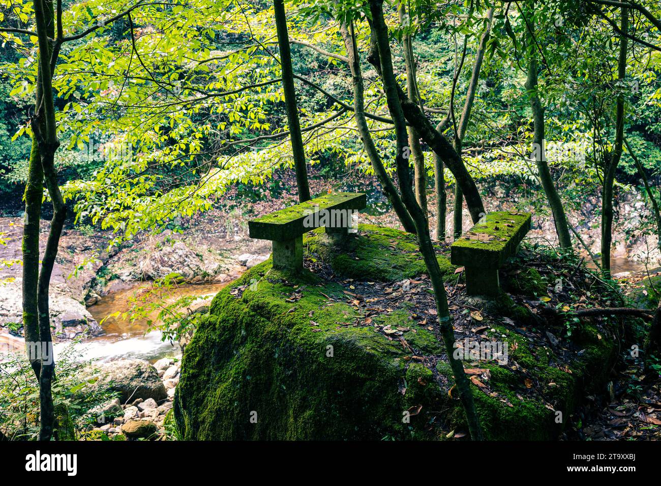 Grüner und friedlicher Hintergrund im Wald Stockfoto