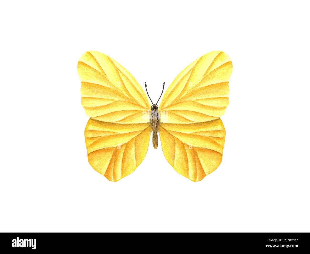 Flatternder gelber Schmetterling. Schmetterlinge, tropische Insekten und Motten. Aquarellabbildung für Tapeten, Druck oder Textilien. Hochzeitseinladung Stockfoto