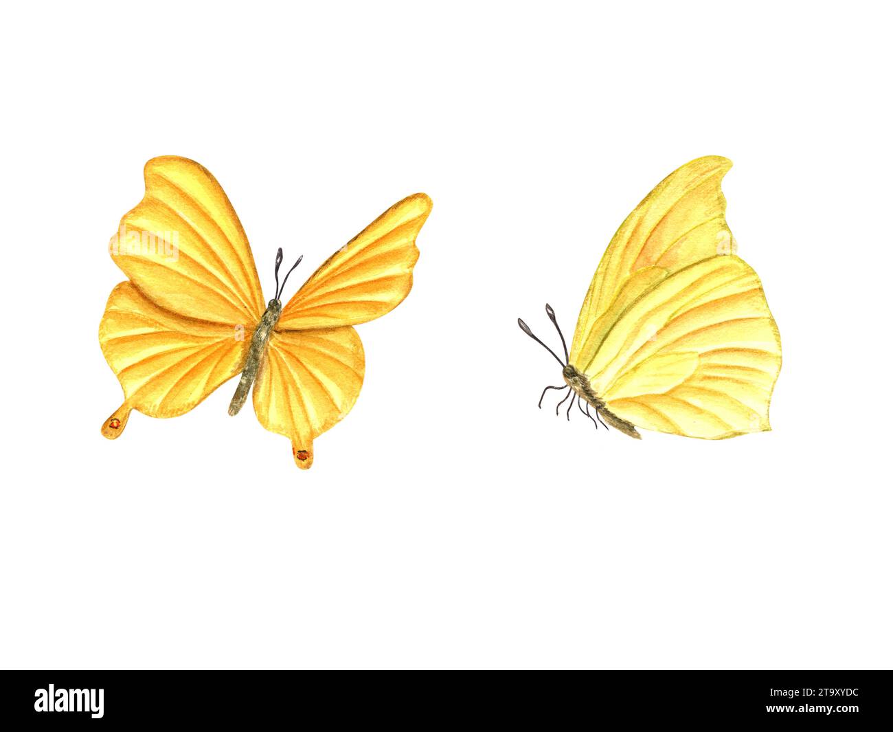 Zwei fliegende gelbe Schmetterlinge. Flatternde schmetterlinge, tropische Insekten und Motten. Aquarellabbildung für Tapeten, Druck, Textil. Stockfoto