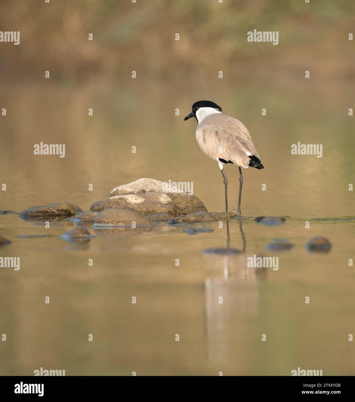 Ein Fluss, der im frühen Morgenlicht im Wasser steht. Stockfoto