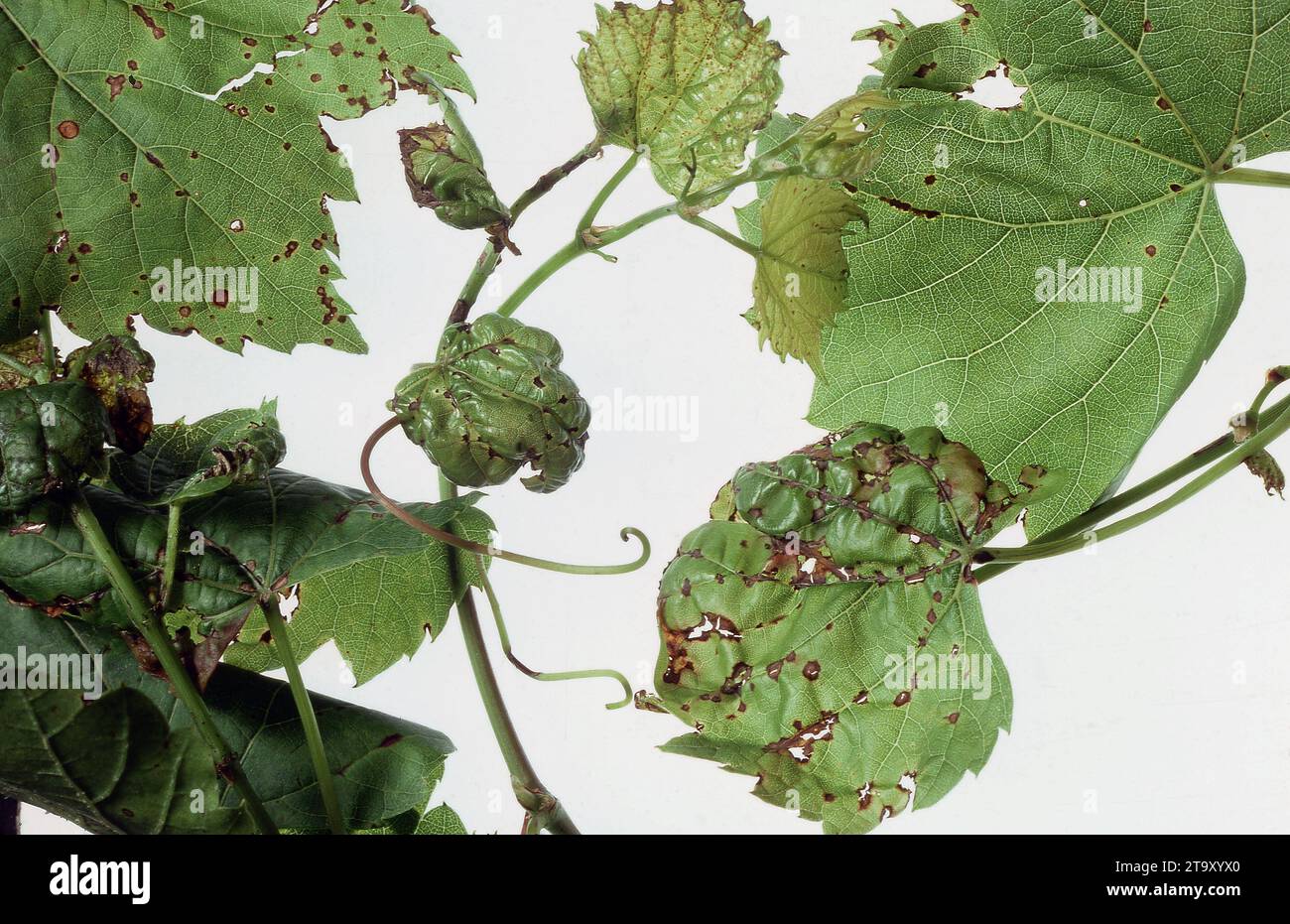 SCHWARZER FLECK AUF GEWÖHNLICHEN WEINREBEN. Stockfoto