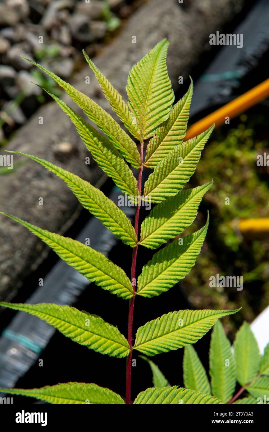 Sorbaria sorbifolia, falsche spiraea oder falscher Ziegenbart, sorb-blättriger Schizonotus, falsche Ural-Spirea im Garten. Stockfoto