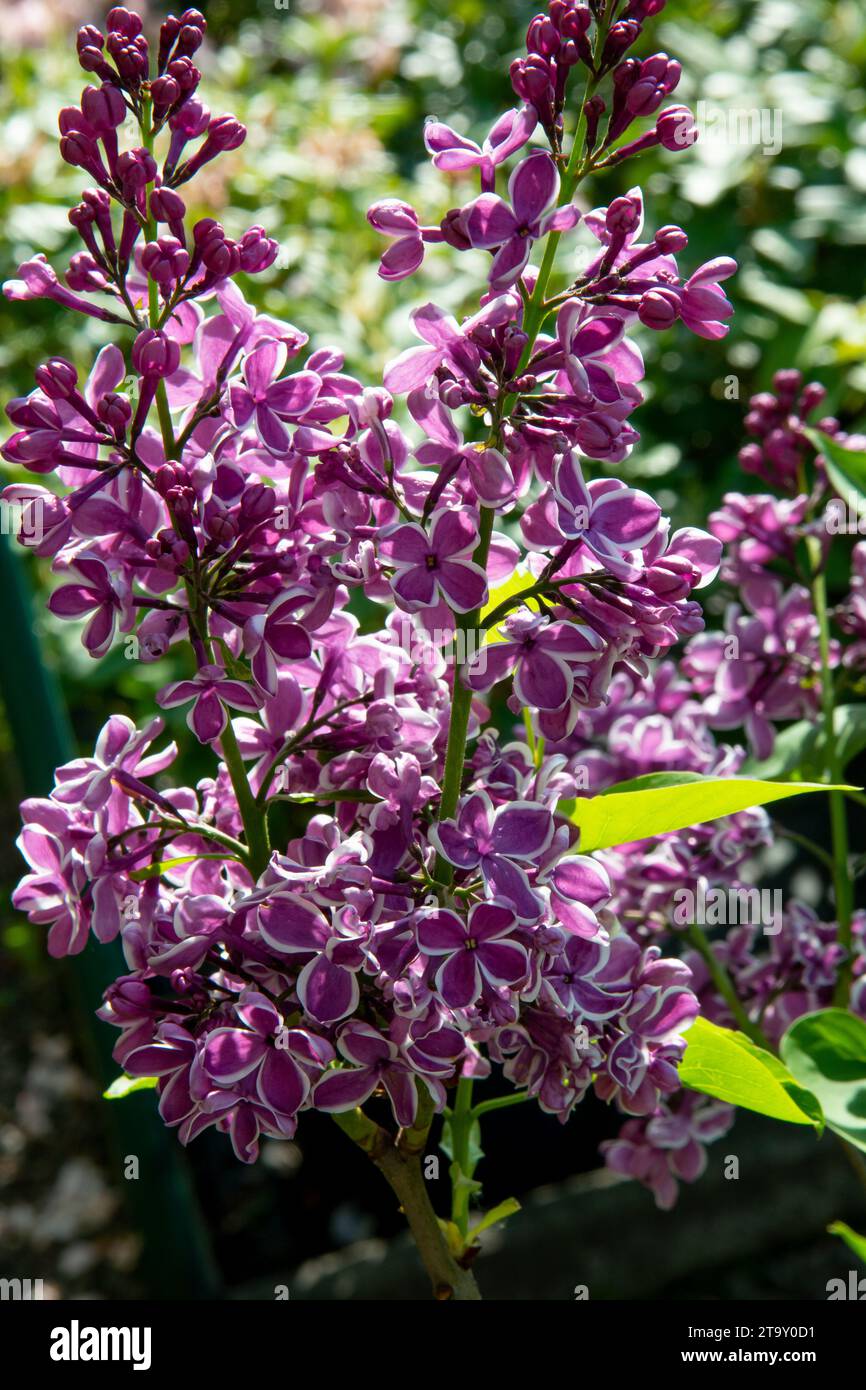 Der gemeine Flieder (Syringa vulgaris Sensation), auch als französischer Flieder oder einfach Flieder bekannt, der im Garten blüht. Stockfoto