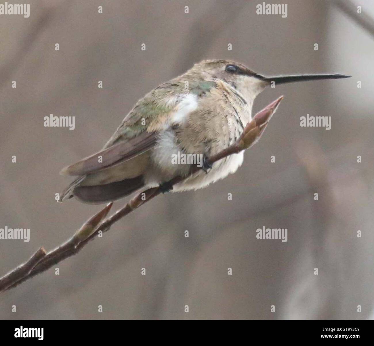 27. November 2023, New York, New York, USA: Ein Blick auf einen Vagranten (eine Art, die sich derzeit außerhalb ihres Überwinterungs- und Brutgebiets befindet) BLACK-CHINNED HUMMINGBIRD auf der Insel Randallâ. Dieser Kolibri ist in der Regel ein Bewohner der Westküste und Südkanadas und hat seine erste Aufnahme Sichtung über mehrere Wochen im Bundesstaat New York gemacht. Es gibt Bedenken hinsichtlich der Sicherheit des Vogels, der normalerweise bis nach Mexiko überwintert, wegen des kälteren Wetters in New York. (Kreditbild: © Nancy Kaszerman/ZUMA Press Wire) NUR REDAKTIONELLE VERWENDUNG! Nicht für kommerzielle ZWECKE! Stockfoto