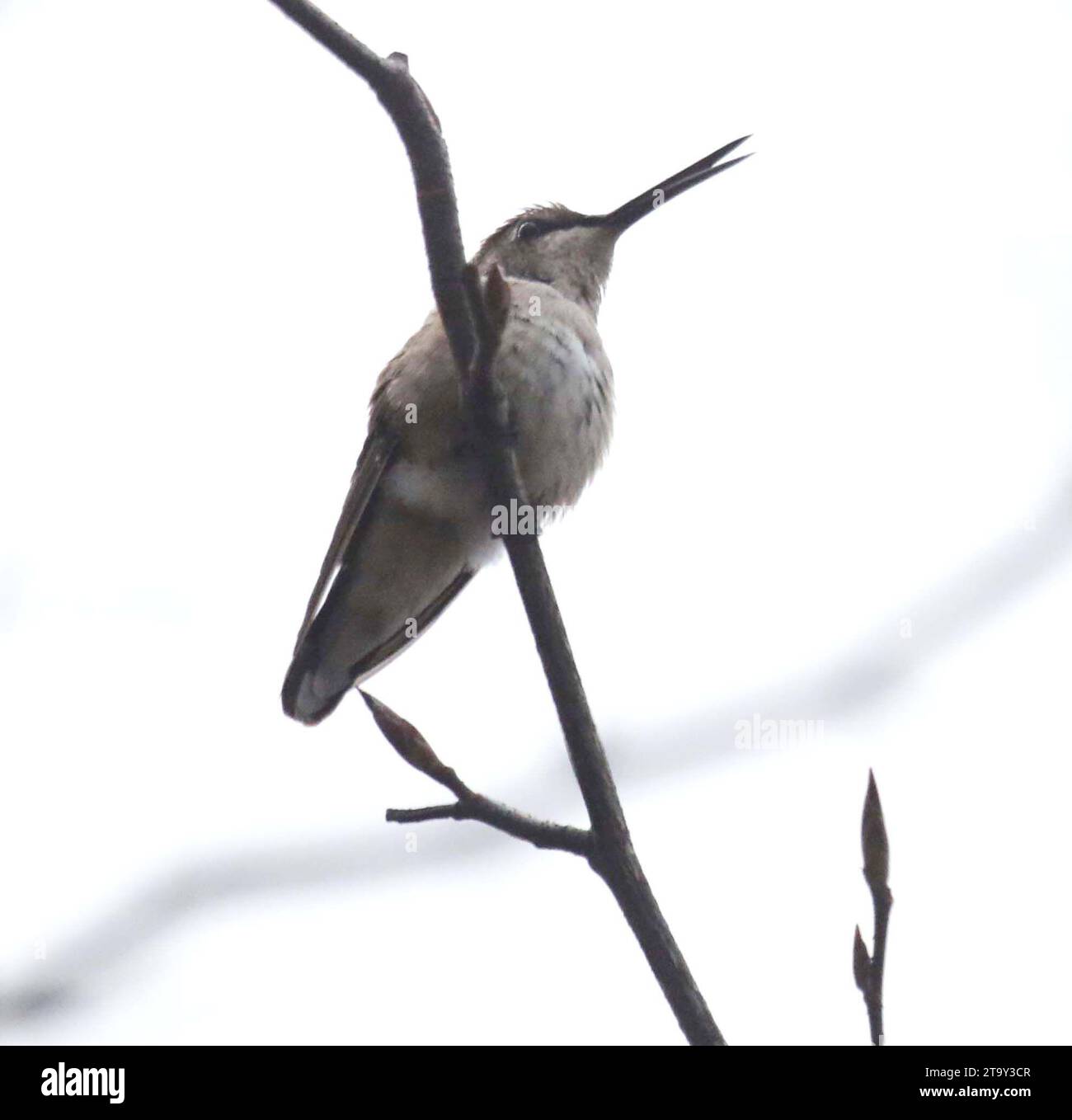 27. November 2023, New York, New York, USA: Ein Blick auf einen Vagranten (eine Art, die sich derzeit außerhalb ihres Überwinterungs- und Brutgebiets befindet) BLACK-CHINNED HUMMINGBIRD auf der Insel Randallâ. Dieser Kolibri ist in der Regel ein Bewohner der Westküste und Südkanadas und hat seine erste Aufnahme Sichtung über mehrere Wochen im Bundesstaat New York gemacht. Es gibt Bedenken hinsichtlich der Sicherheit des Vogels, der normalerweise bis nach Mexiko überwintert, wegen des kälteren Wetters in New York. (Kreditbild: © Nancy Kaszerman/ZUMA Press Wire) NUR REDAKTIONELLE VERWENDUNG! Nicht für kommerzielle ZWECKE! Stockfoto