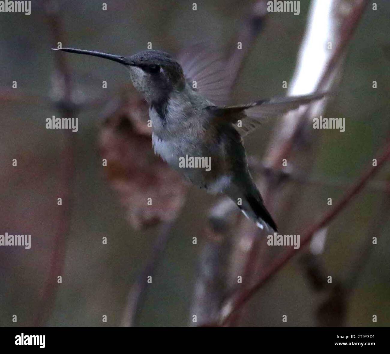 27. November 2023, New York, New York, USA: Ein Blick auf einen Vagranten (eine Art, die sich derzeit außerhalb ihres Überwinterungs- und Brutgebiets befindet) BLACK-CHINNED HUMMINGBIRD auf der Insel Randallâ. Dieser Kolibri ist in der Regel ein Bewohner der Westküste und Südkanadas und hat seine erste Aufnahme Sichtung über mehrere Wochen im Bundesstaat New York gemacht. Es gibt Bedenken hinsichtlich der Sicherheit des Vogels, der normalerweise bis nach Mexiko überwintert, wegen des kälteren Wetters in New York. (Kreditbild: © Nancy Kaszerman/ZUMA Press Wire) NUR REDAKTIONELLE VERWENDUNG! Nicht für kommerzielle ZWECKE! Stockfoto