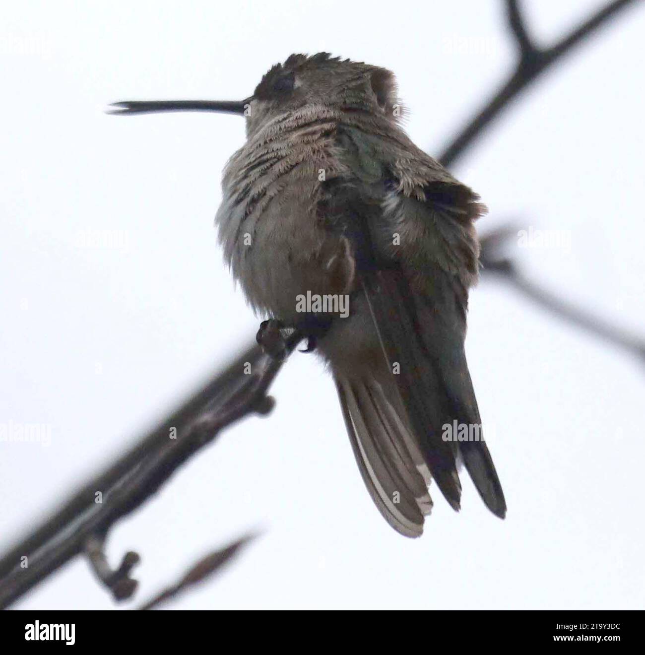 27. November 2023, New York, New York, USA: Ein Blick auf einen Vagranten (eine Art, die sich derzeit außerhalb ihres Überwinterungs- und Brutgebiets befindet) BLACK-CHINNED HUMMINGBIRD auf der Insel Randallâ. Dieser Kolibri ist in der Regel ein Bewohner der Westküste und Südkanadas und hat seine erste Aufnahme Sichtung über mehrere Wochen im Bundesstaat New York gemacht. Es gibt Bedenken hinsichtlich der Sicherheit des Vogels, der normalerweise bis nach Mexiko überwintert, wegen des kälteren Wetters in New York. (Kreditbild: © Nancy Kaszerman/ZUMA Press Wire) NUR REDAKTIONELLE VERWENDUNG! Nicht für kommerzielle ZWECKE! Stockfoto