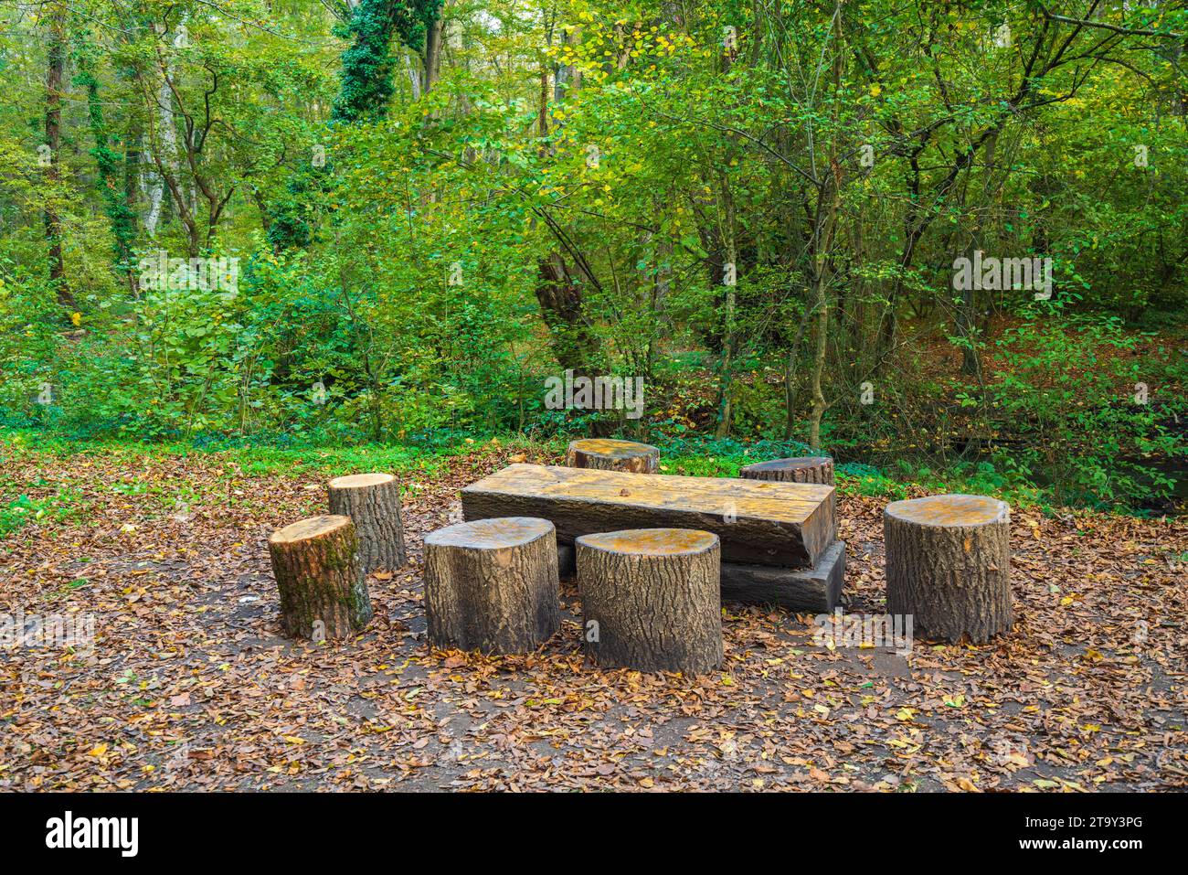 Rast- und Campingplatz im Wald Stockfoto
