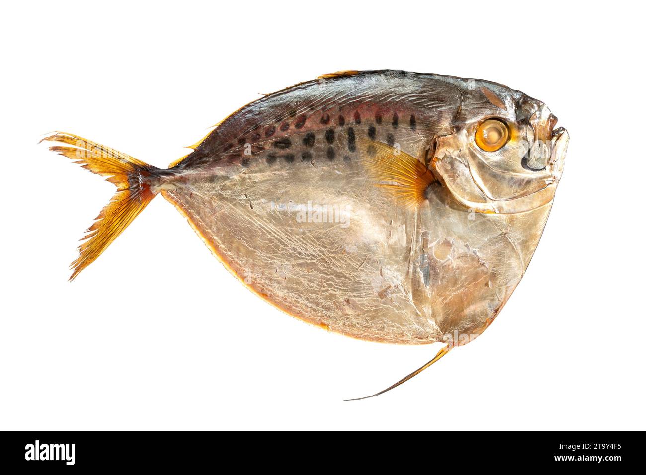 Selene Salzwasser geräucherter Fisch auf weißem Hintergrund Stockfoto