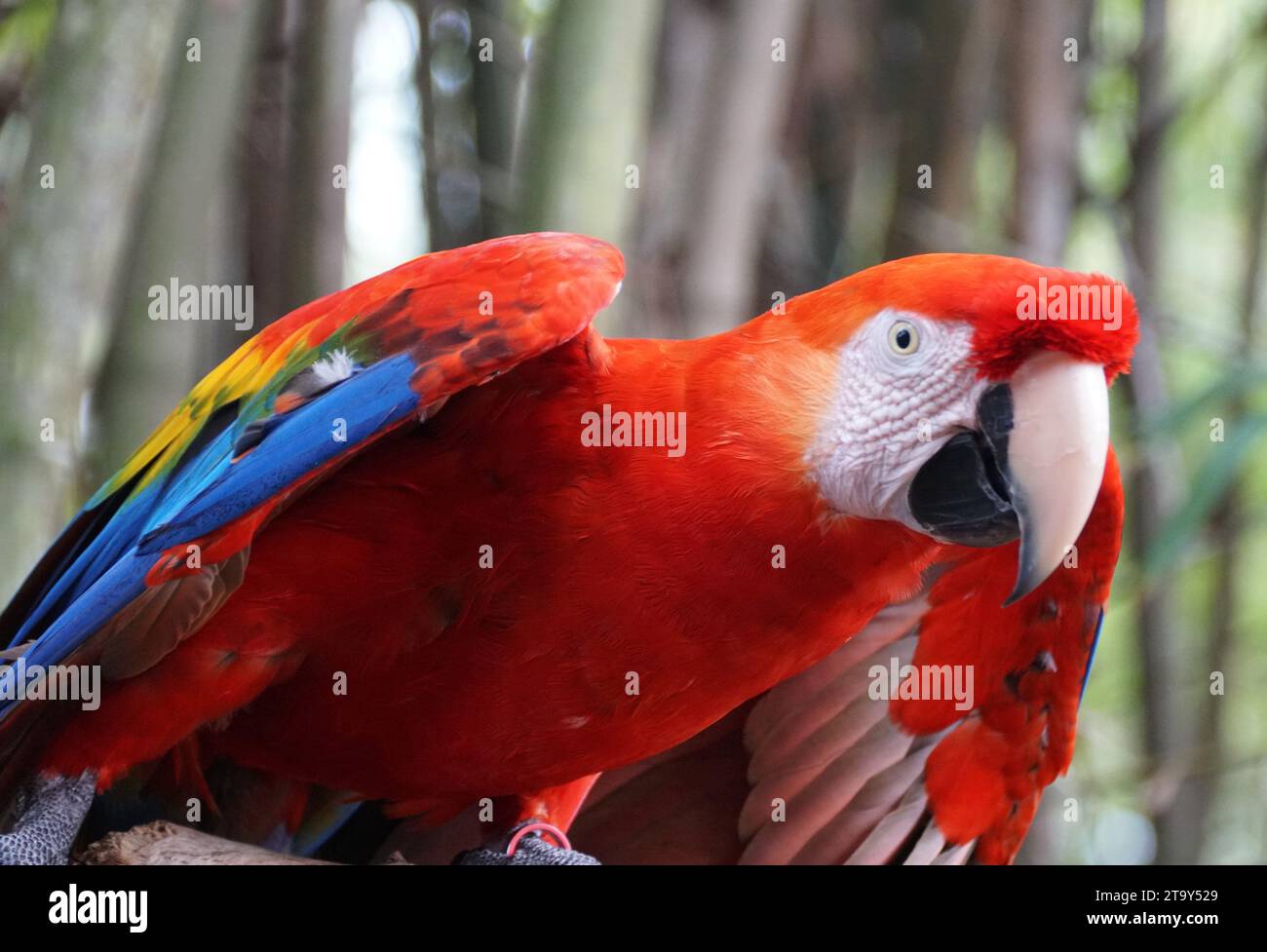 Nahaufnahme eines wunderschönen und verspielten scharlachroten Aras Papageiens Stockfoto