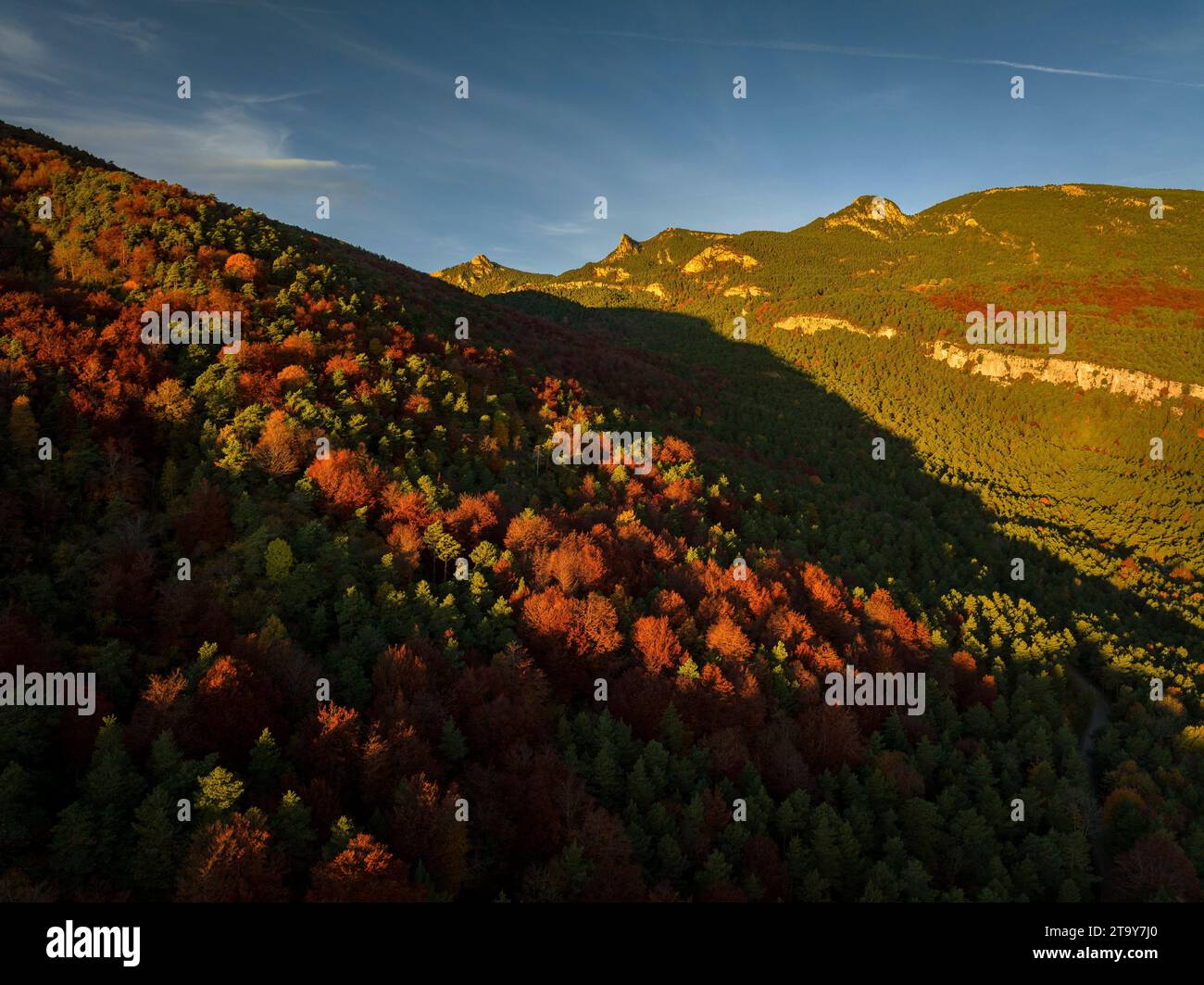 Luftaufnahme des Buchenwaldes Figuerassa und des Berges Rasos de Peguera im Hintergrund bei einem Herbstsonnenaufgang (Barcelona, Katalonien, Spanien) Stockfoto