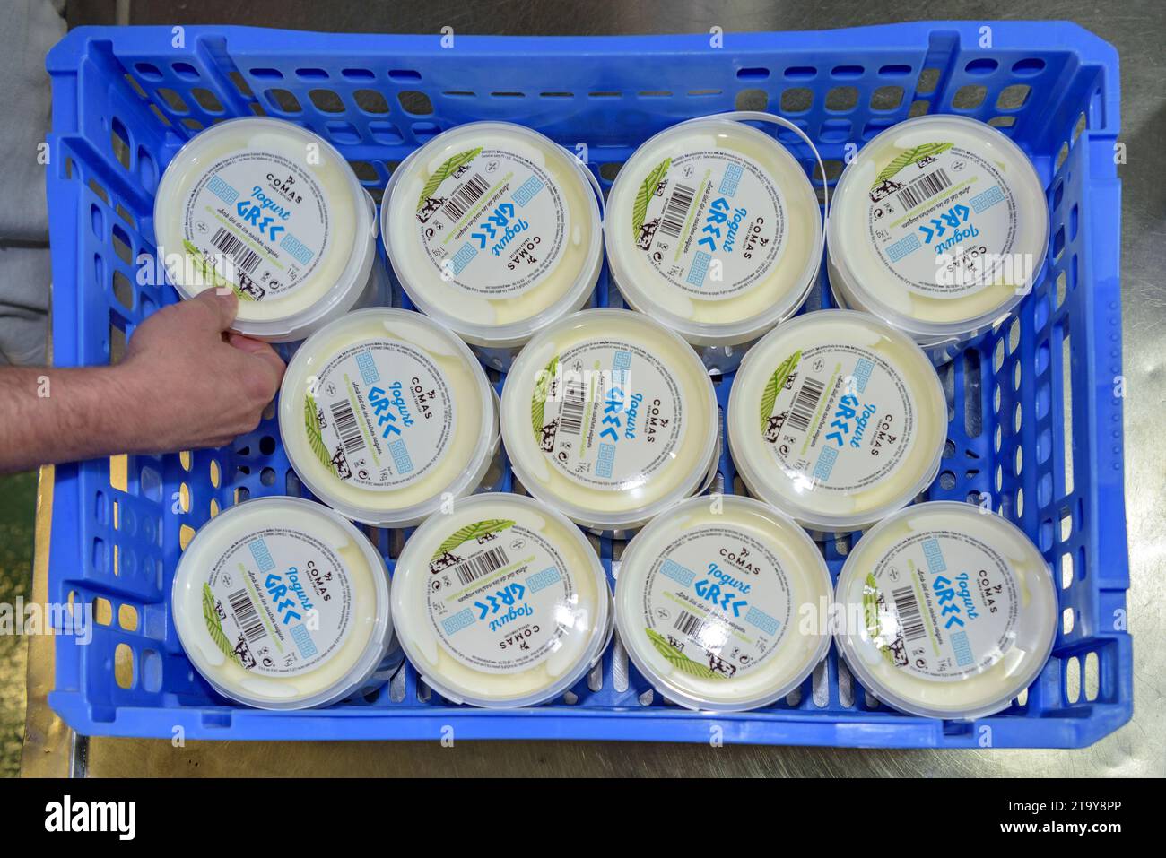 Verpackungsprozess für verschiedene Joghurts im Arbeitsraum des Bauernhofs Comas in Santa Eugènia de Berga (Osona, Barcelona, Katalonien, Spanien) Stockfoto