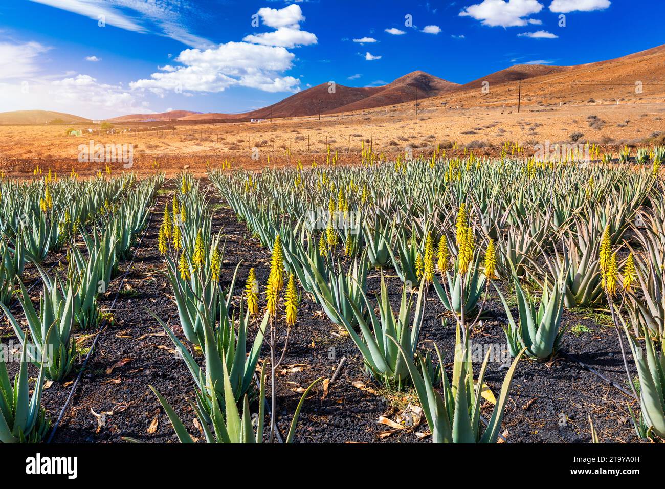 Aloe Vera-Pflanze. Aloe Vera Plantage. Fuerteventura, Kanarische Inseln,  Spanien. Aloe Vera wchst auf der Insel Fuerteventura auf den Kanarischen  Inseln, S Stockfotografie - Alamy