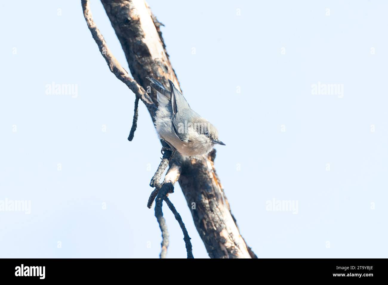 Pygmy Nuthatch, Sitta pygmaea, im Wald südlich des Mono Lake, USA. Stockfoto