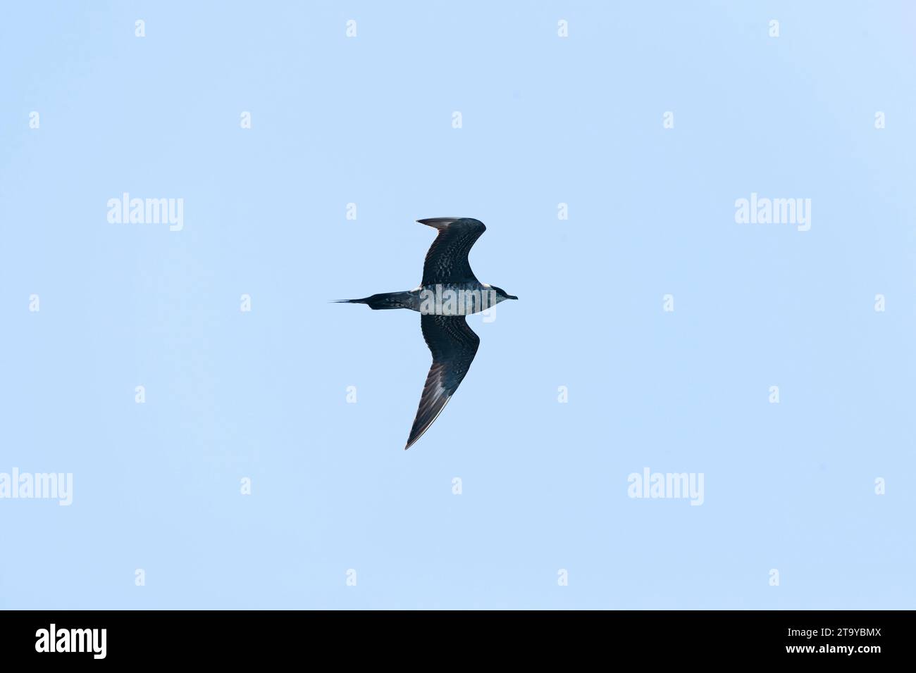 Unreifer Langschwanzjaeger (Stercorarius longicaudus) im Flug während der Herbstwanderung vor der Küste Kaliforniens, USA. Stockfoto