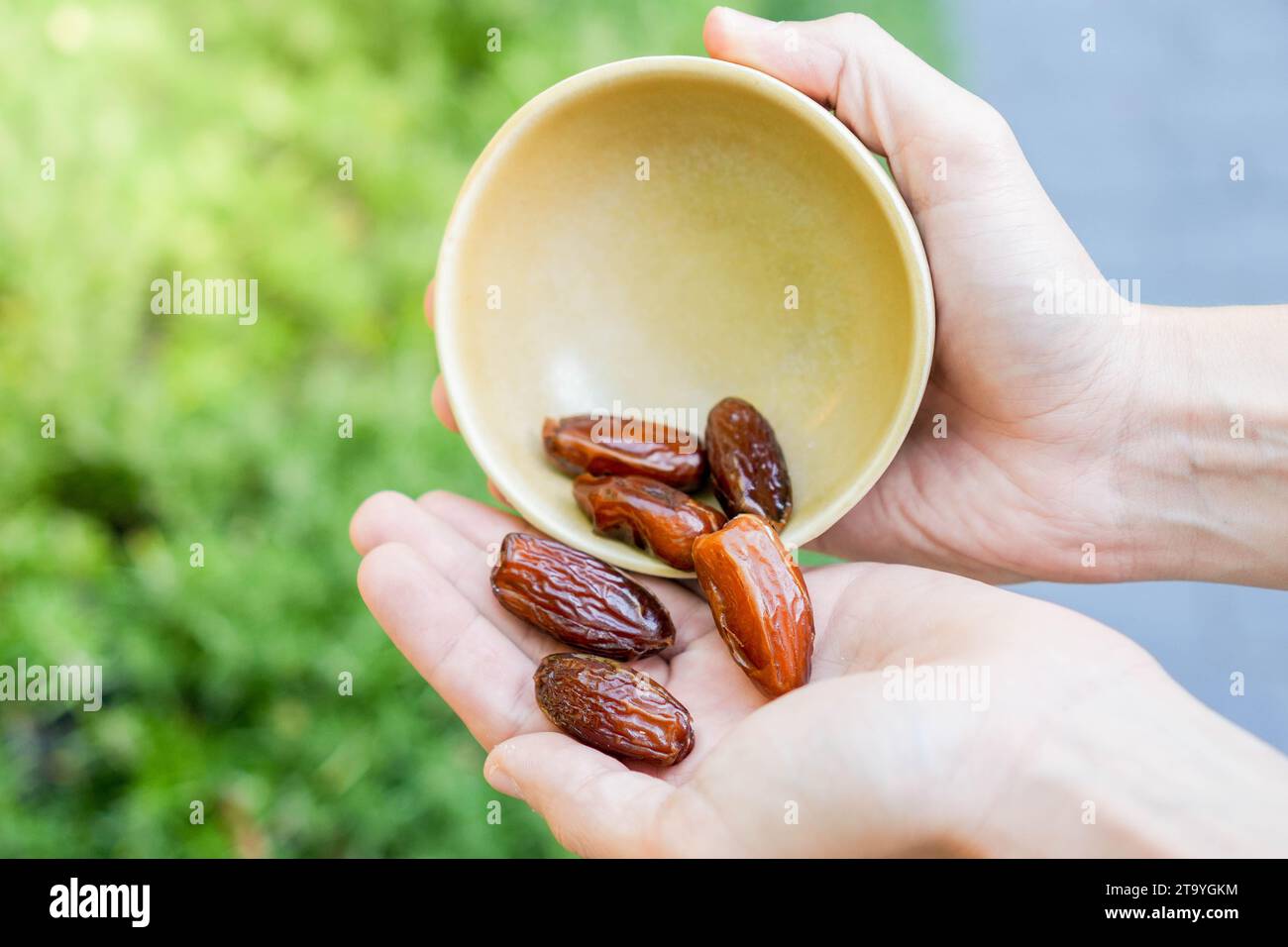 Nahaufnahme eines Haufens von Datteln, die in eine weiße Hand gerollt wurden. Gesundes Gemüse-Snack-Konzept, um zwischen den Mahlzeiten im grünen Hintergrund zu essen Stockfoto