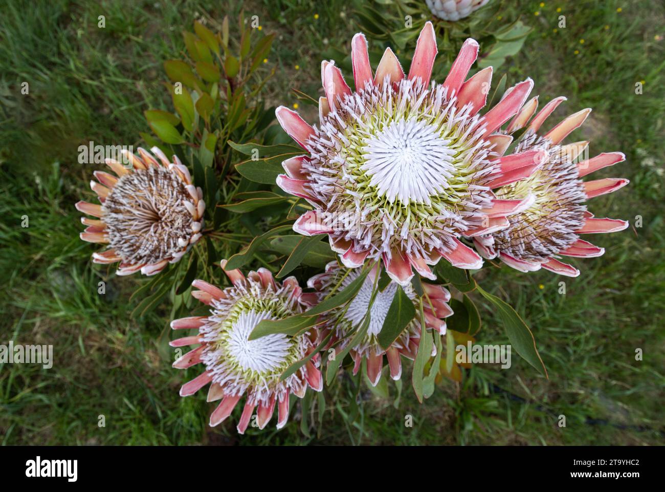 Blick von oben auf eine Reihe von King Protea Blumen (Protea cynaroides) mit Blumendetails Stockfoto