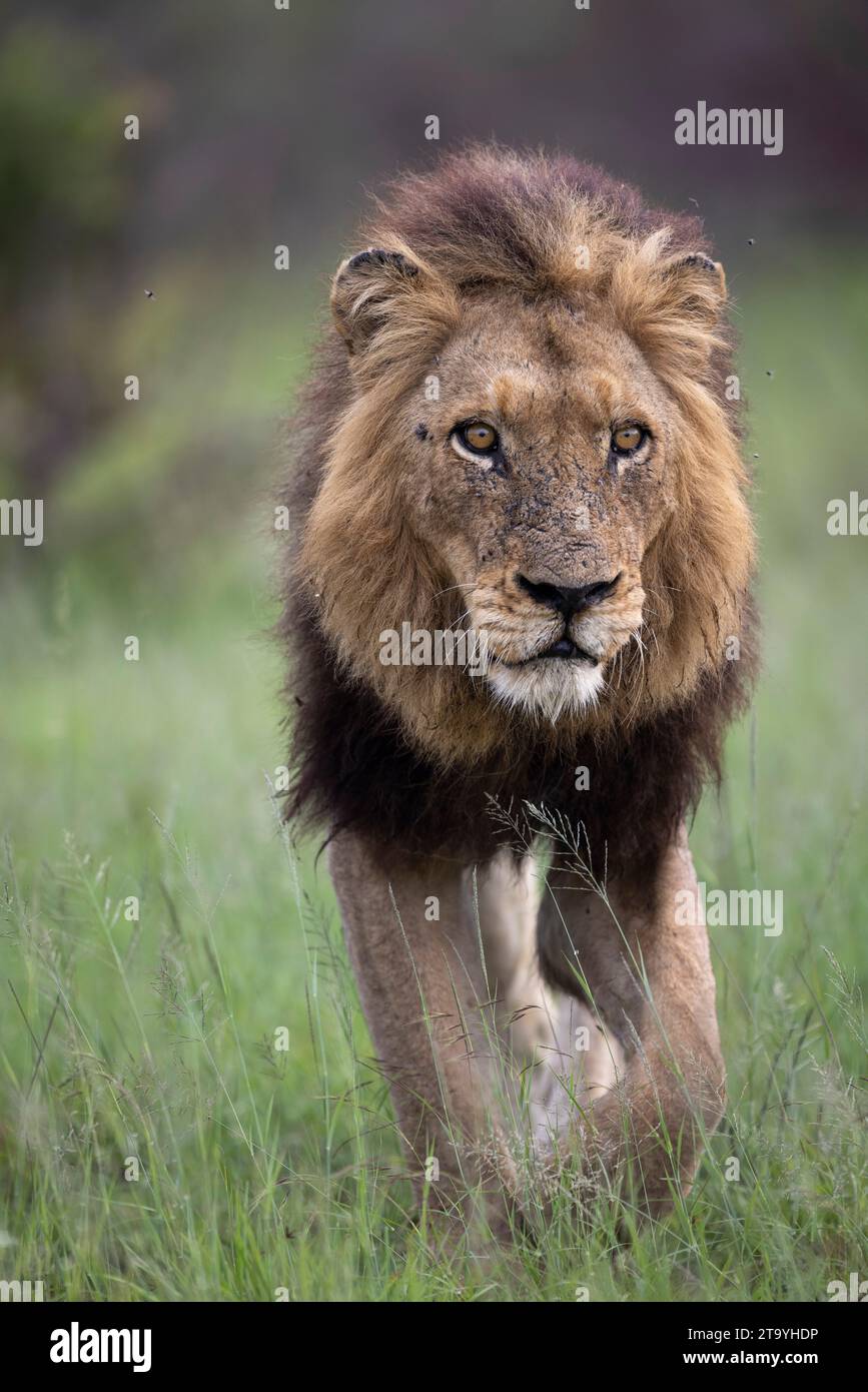 Blick auf einen ausgewachsenen männlichen Löwen, der lokal als „Mohawk“ bekannt ist Stockfoto