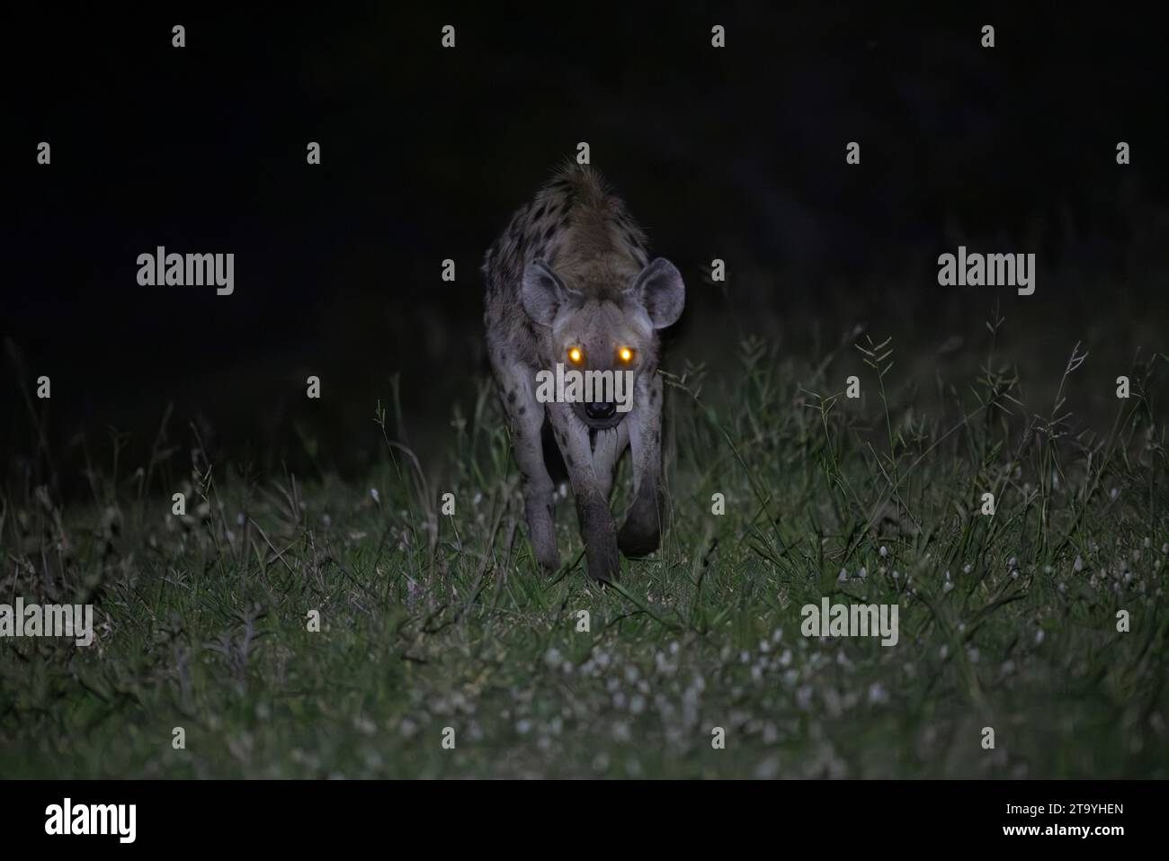 Gepunktete Hyäne bei Nacht mit Augen, die orangefarbenes Licht reflektieren Stockfoto