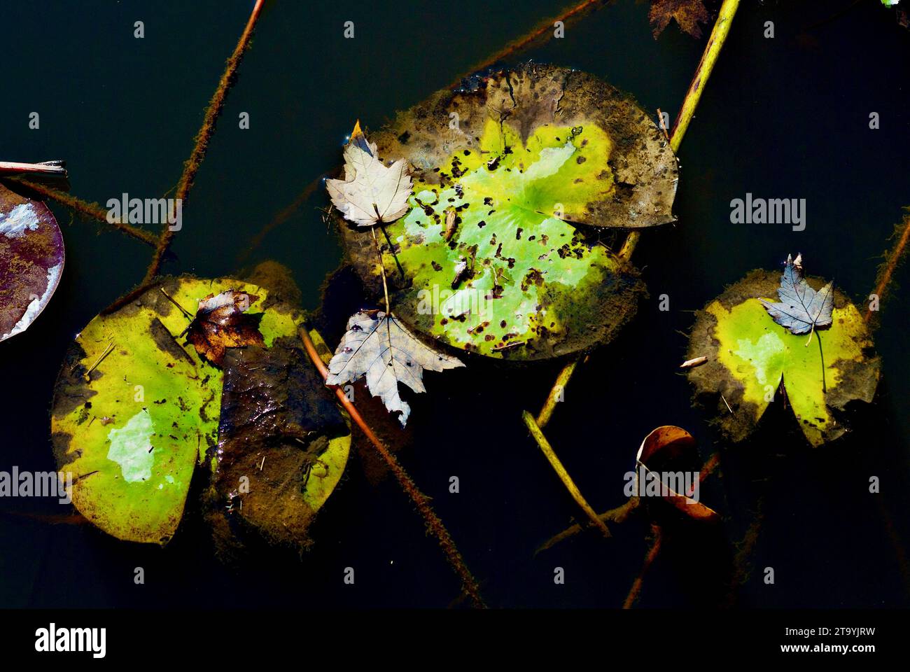 Gefallene Blätter ruhen sich an einem späten Herbstnachmittagstag auf Lilly Pads in einem Wassergarten auf einem Teich aus. Stockfoto