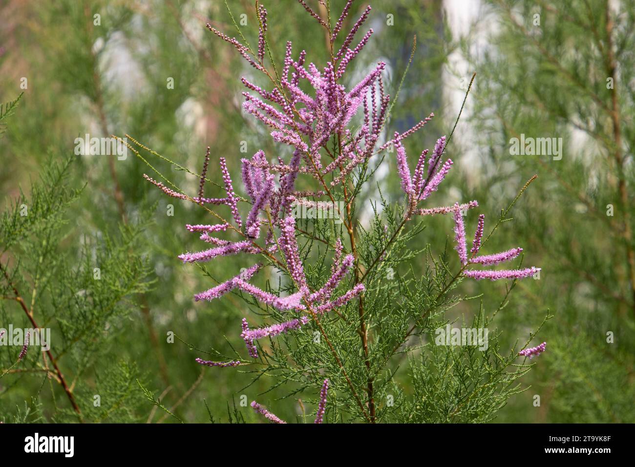 Blüten einer tamarix ramosissima, auch Salzzeder oder Tamariske genannt Stockfoto