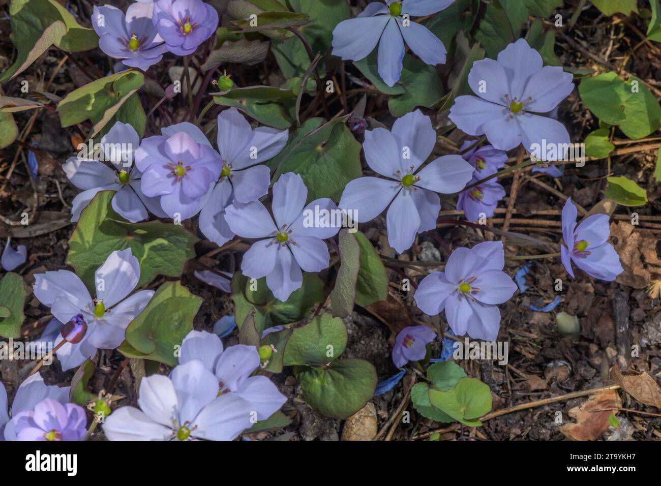 Asiatisches Zwillingsblatt, Plagiorhegma dubium, in Blüte im Frühjahr. Ostasien. Stockfoto