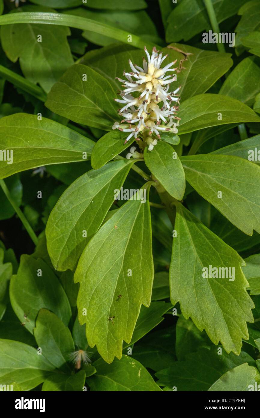 Japanisches Pachysandra, Pachysandra terminalis, in Blüte im Frühjahr. Bodenbedeckungspflanze in Gärten. Stockfoto