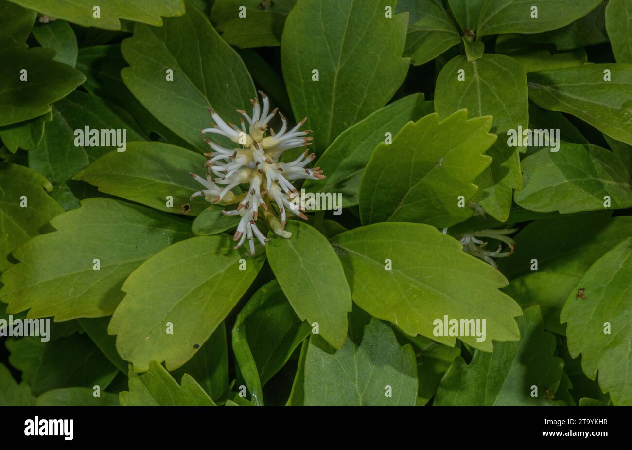 Japanisches Pachysandra, Pachysandra terminalis, in Blüte im Frühjahr. Bodenbedeckungspflanze in Gärten. Stockfoto
