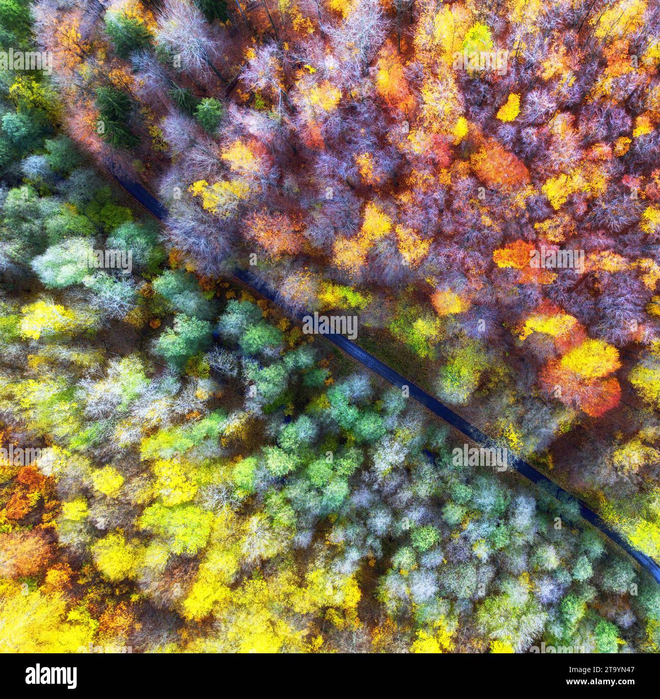 Blick von oben auf die herbstliche bunte Waldlandschaft Tapeten Kunst. Luftbild der Natur mit Kiefern und Asphaltbanner. Waldweg Trog Stockfoto