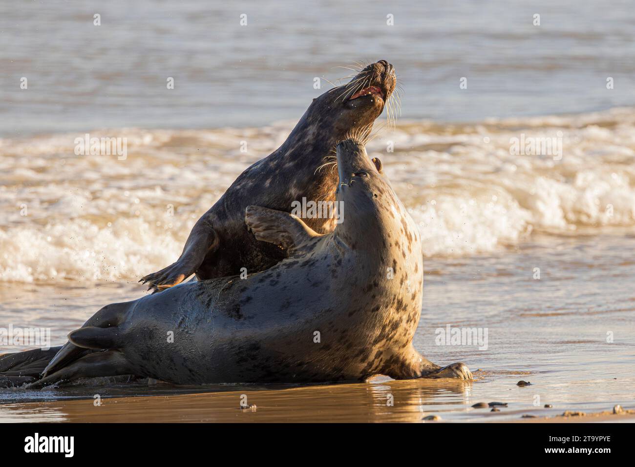 Grey Seals Best Friends UK ZWEI NIEDLICHE Seehunde lachen in der Gesellschaft des anderen an der britischen Küste. Am 17. November geschnappt, diese zwei Stockfoto