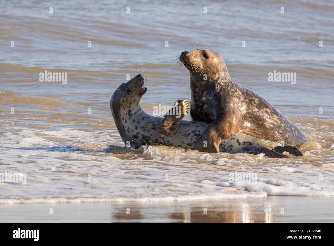 Graue Seals lieben Sprache UK ZWEI NIEDLICHE Seehunde können in der Gesellschaft des anderen an der britischen Küste lachen. Am 17. November haben diese T Stockfoto