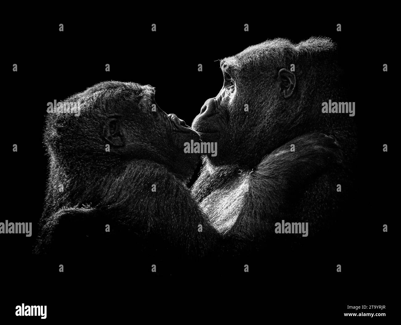 Die Geschwister teilen sich einen Peck BLACKPOOL ZOO, ENGLAND BEZAUBERNDE BILDER zeigen zwei halb geschwisterliche Gorillas, die sich kuscheln. Bilder vom 15. November zeigen Makar Stockfoto