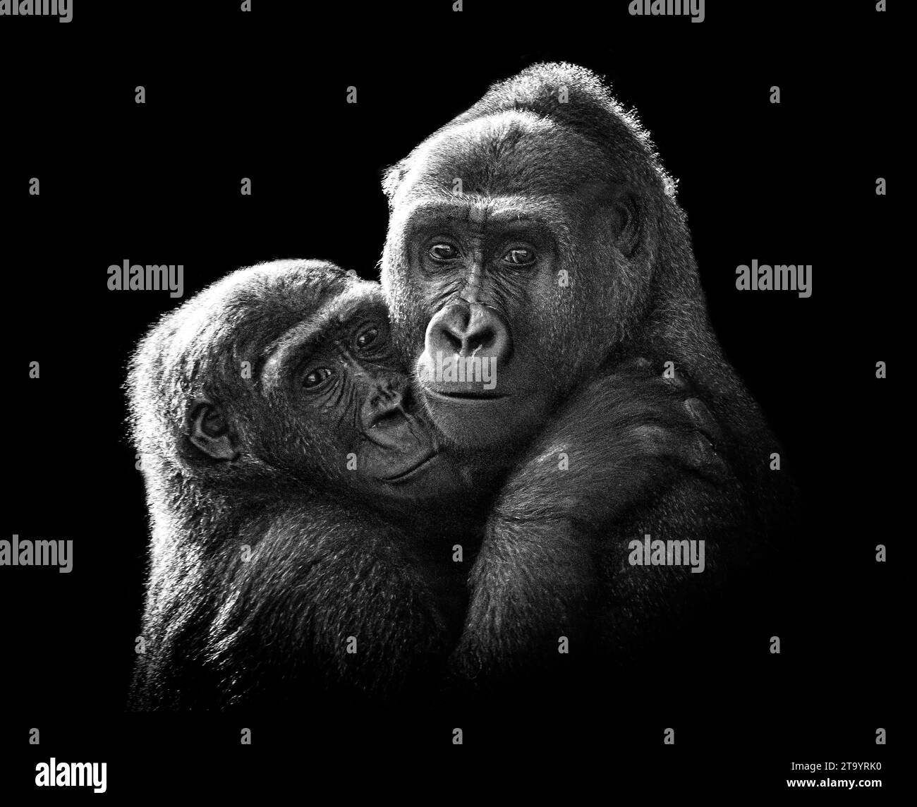 Das Gorillapärchen schaut den Fotografen an, während sie den BLACKPOOL ZOO kuscheln. DIE BEZAUBERNDEN BILDER zeigen zwei halb geschwisterliche Gorillas, die sich kuscheln. I Stockfoto