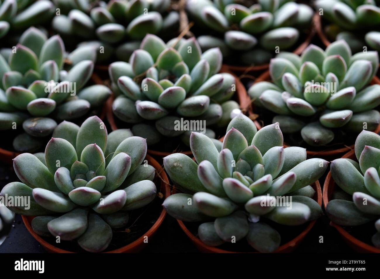 Set aus Topfpflanze Echeveria und anderen Sukkulenten in verschiedenen Arten, kleine Kaktuspflanze, Kalanchoe in weißer Vase. Stockfoto