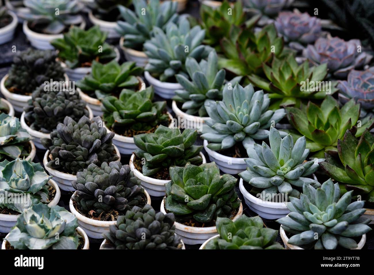 Set aus Topfpflanze Echeveria und anderen Sukkulenten in verschiedenen Arten, kleine Kaktuspflanze, Kalanchoe in weißer Vase. Stockfoto