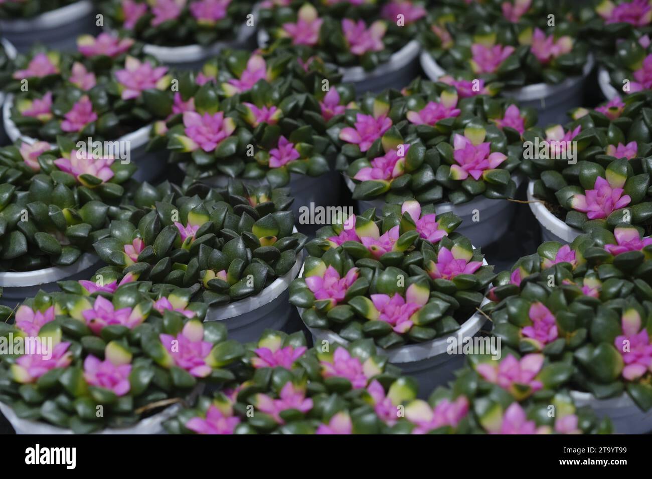 Set aus Topfpflanze Echeveria und anderen Sukkulenten in verschiedenen Arten, kleine Kaktuspflanze, Kalanchoe in weißer Vase. Stockfoto