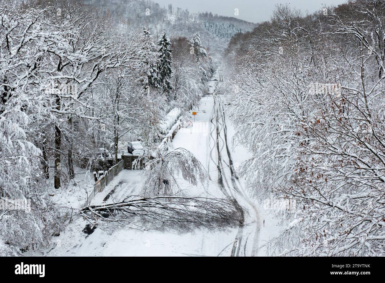 Oberursel, Deutschland. November 2023. Ein umgestürzter Baum blockiert den L3008. Schnee und vereiste Straßen haben in Teilen Deutschlands zu chaotischen Bedingungen geführt. Hessen ist besonders betroffen. Quelle: Helmut Fricke/dpa/Alamy Live News Stockfoto