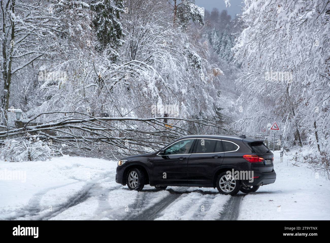 Oberursel, Deutschland. November 2023. Ein umgestürzter Baum blockiert die Bundesstraße L3008 in Richtung Taunus-Feldberg. Schnee und vereiste Straßen haben in Teilen Deutschlands zu chaotischen Bedingungen geführt. Hessen ist besonders betroffen. Quelle: Helmut Fricke/dpa/Alamy Live News Stockfoto