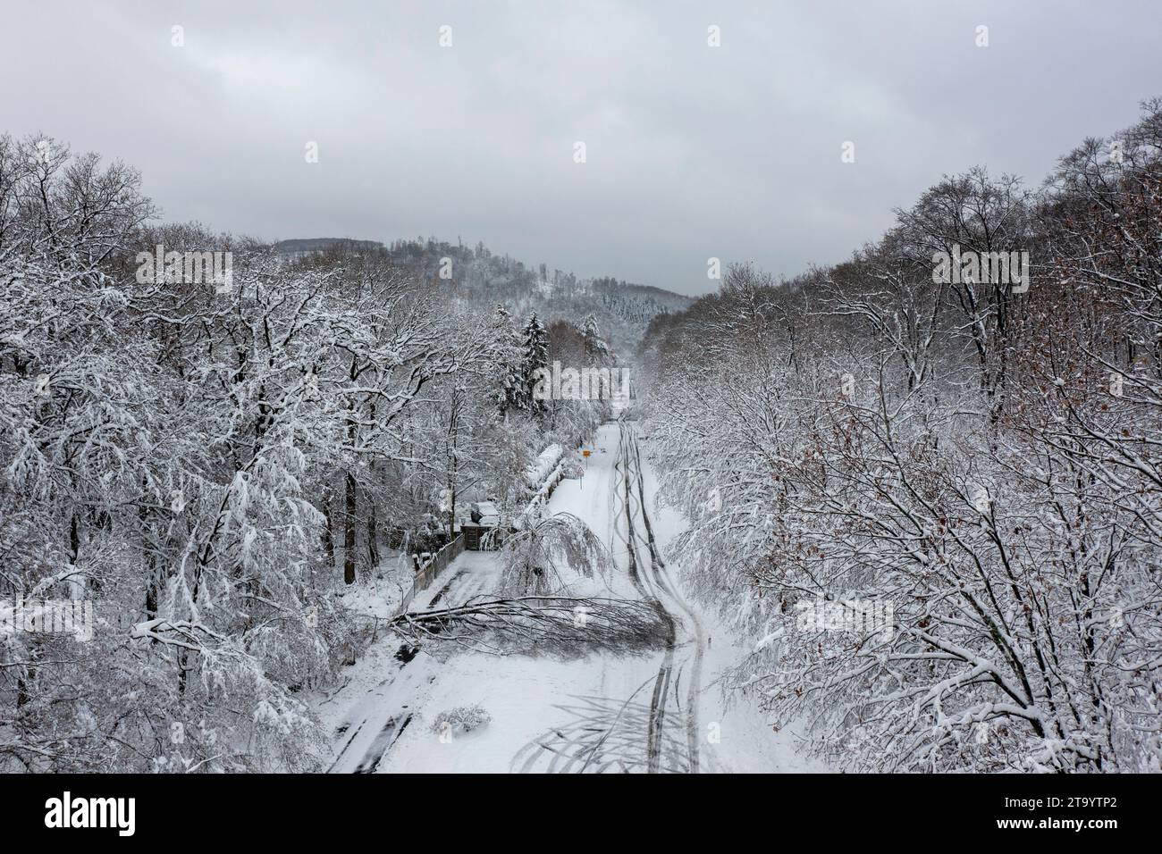 Oberursel, Deutschland. November 2023. Ein umgestürzter Baum blockiert den L3008. Schnee und vereiste Straßen haben in Teilen Deutschlands zu chaotischen Bedingungen geführt. Hessen ist besonders betroffen. Quelle: Helmut Fricke/dpa/Alamy Live News Stockfoto