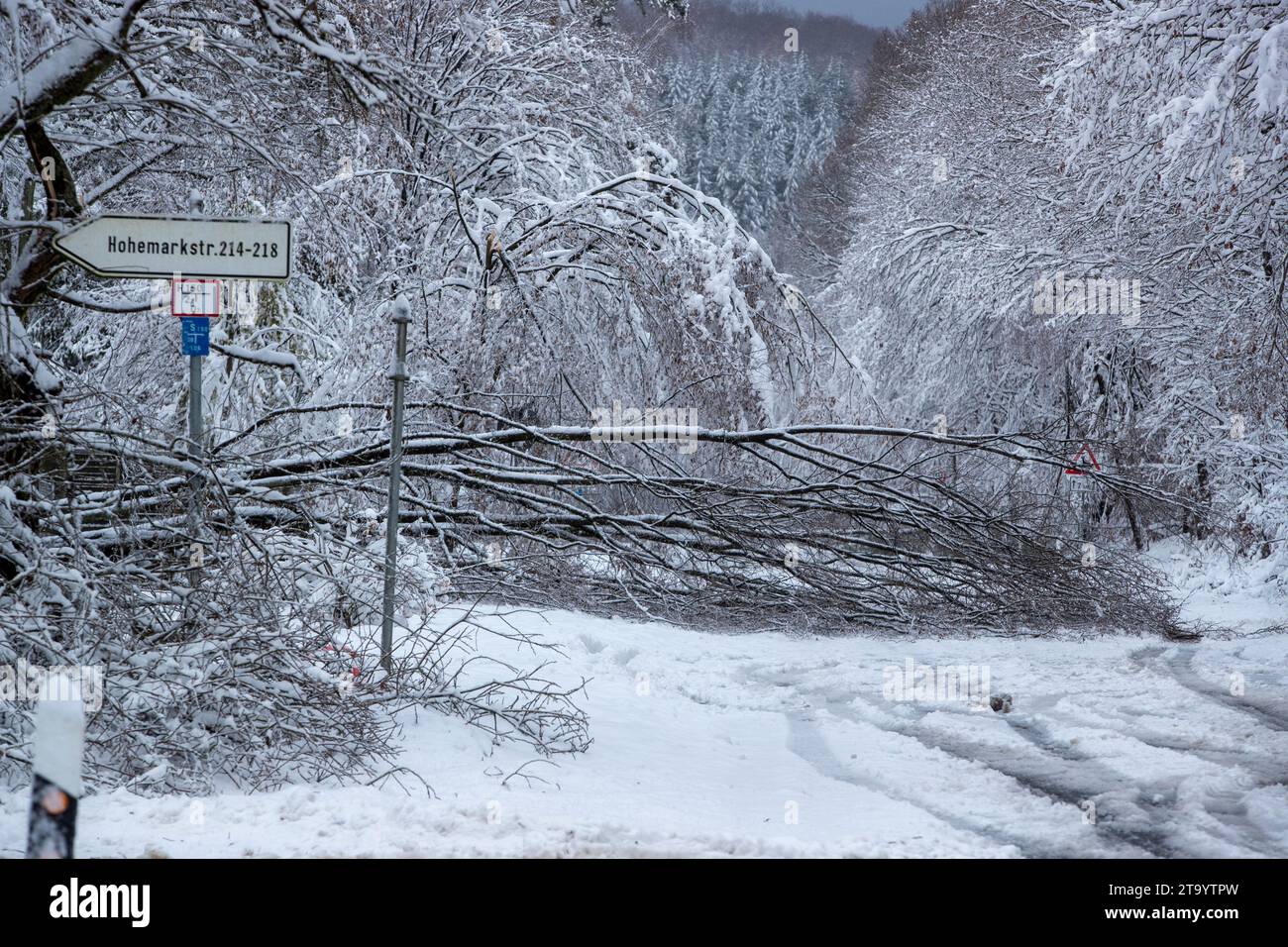 Oberursel, Deutschland. November 2023. Ein umgestürzter Baum blockiert die Bundesstraße L3008 in Richtung Taunus-Feldberg. Schnee und vereiste Straßen haben in Teilen Deutschlands zu chaotischen Bedingungen geführt. Hessen ist besonders betroffen. Quelle: Helmut Fricke/dpa/Alamy Live News Stockfoto