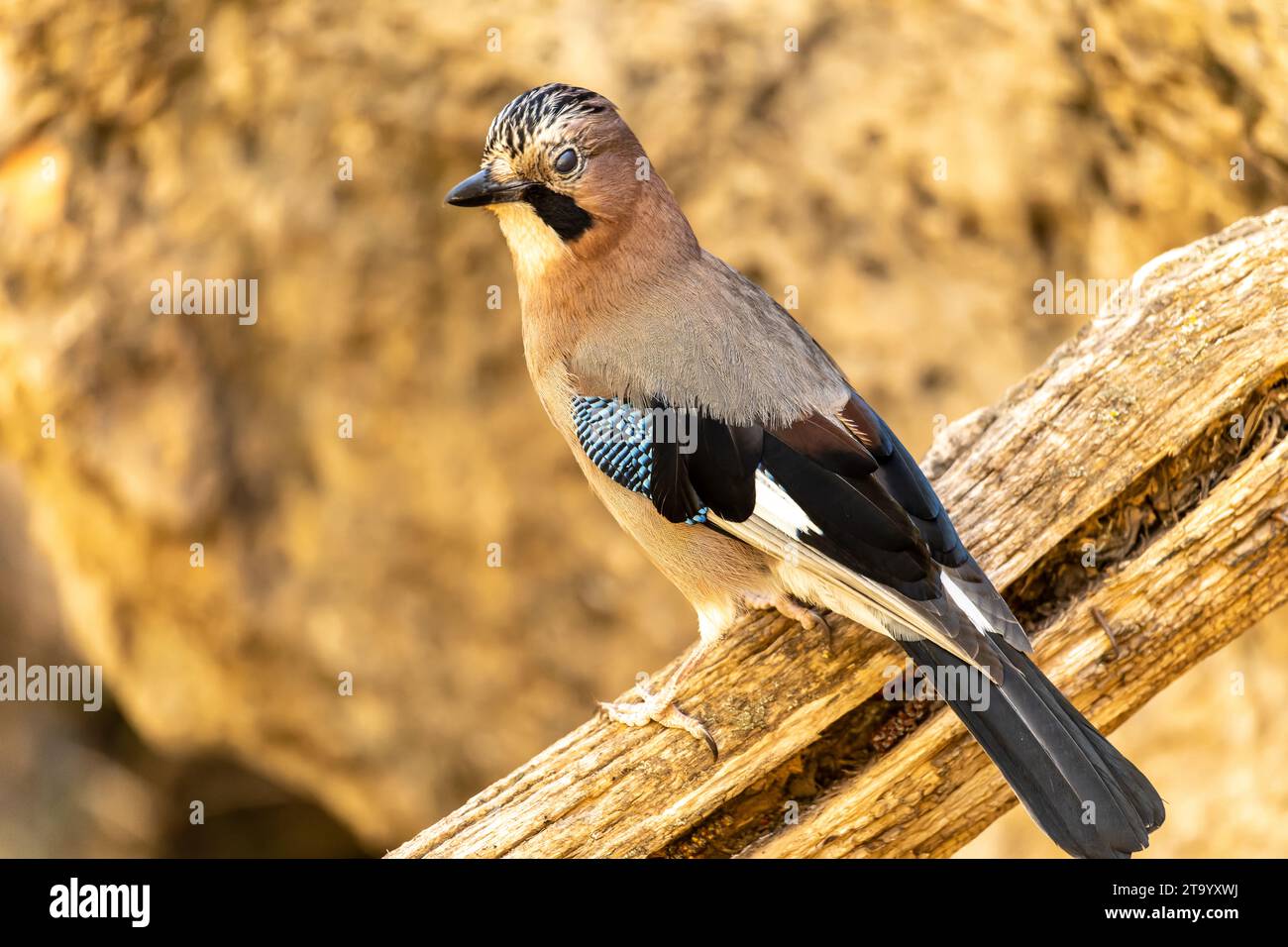 Eichelhäher oder Garrulus glandarius, Passantin der Corvid-Familie Stockfoto