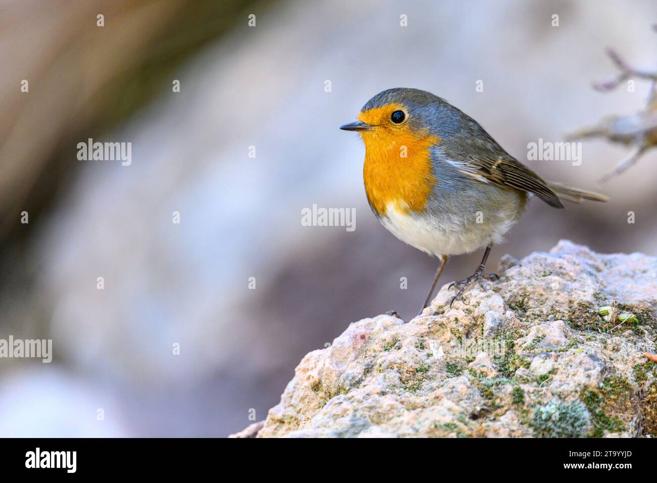 Kleines Rotkehlchen, das am Rand einer Quelle thront. Stockfoto