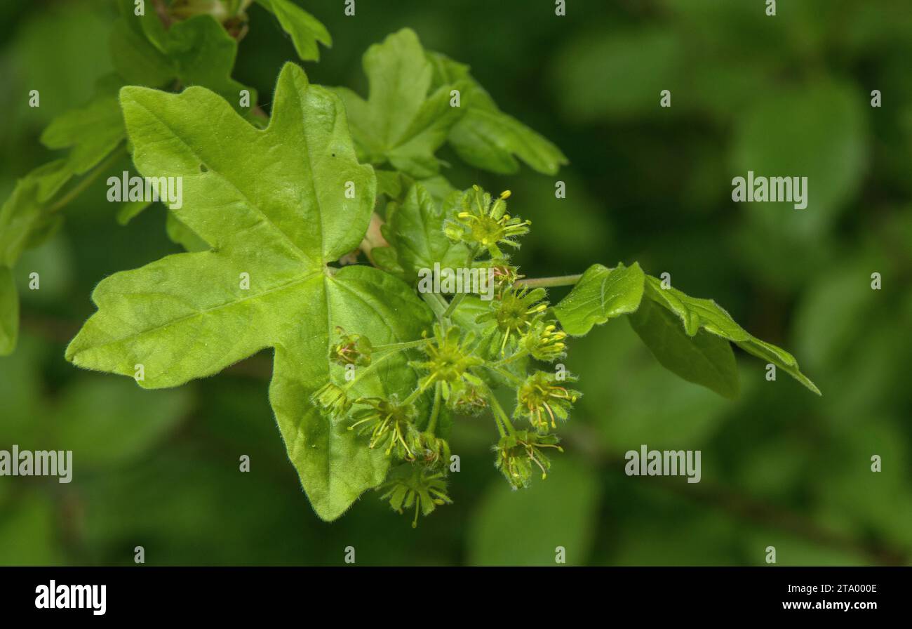 Ahorn, Acer Campestre, in Blüte und Blatt, im Frühling. Stockfoto