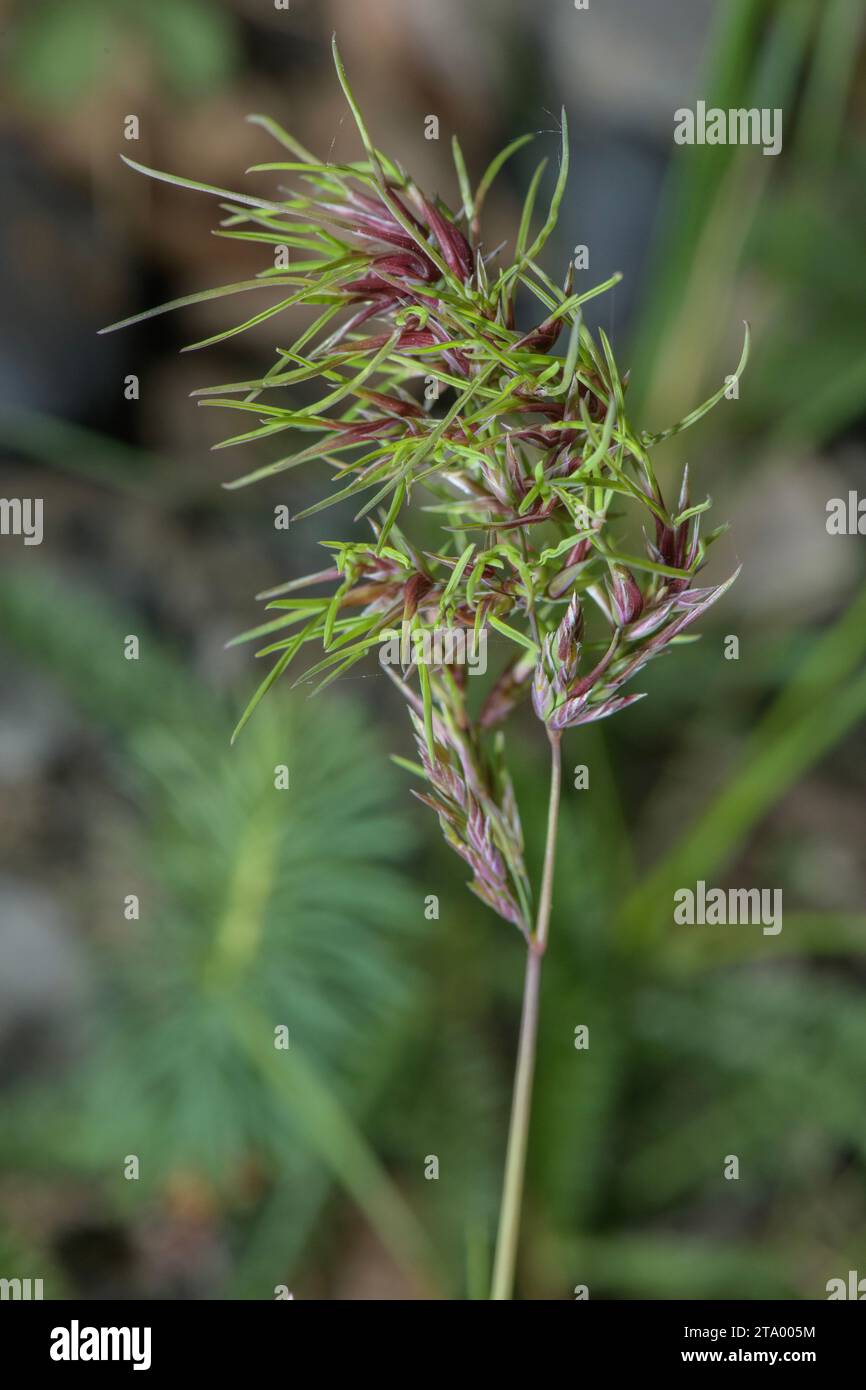 Viviparöse Form des Knollengrases, Poa bulbosa mit Bulbils. Stockfoto